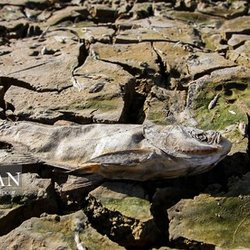 خشکسالی بند عبدل آباد و مرگ هزاران ماهی