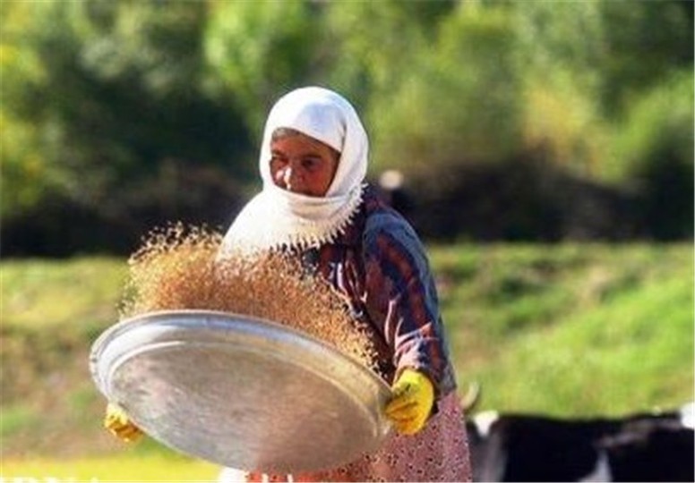 ۷۰ هزار زن سرپرست خانوار تحت پوشش بیمه کشاورزان قرار گرفتند