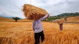 مطالبات گندمکاران با وجود خرید یک میلیون تن گندم پرداخت نشد
