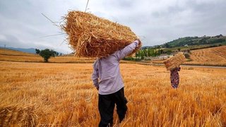 مطالبات گندمکاران با وجود خرید یک میلیون تن گندم پرداخت نشد