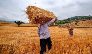 مطالبات گندمکاران با وجود خرید یک میلیون تن گندم پرداخت نشد
