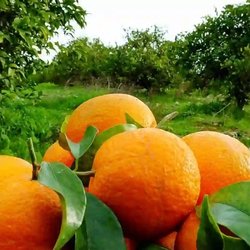 صادرات ۲۰۰ میلیون دلاری محصولات تازه و فرآوری شده مرکبات