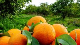 صادرات ۲۰۰ میلیون دلاری محصولات تازه و فرآوری شده مرکبات