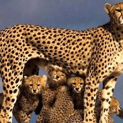 آخرین وضعیت هلیا و پنج توله‌اش؛ «جاده مرگ» همچنان تهدیدشان می‌کند