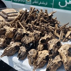 کشف ۴۱ جمجمه حیات‌وحش در چاه آب خانگی