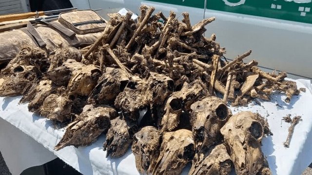 کشف ۴۱ جمجمه حیات‌وحش در چاه آب خانگی