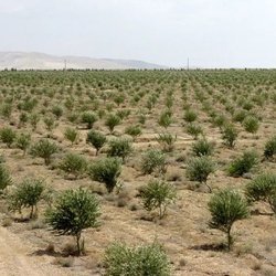 مشارکت مردمی؛ کلید حفاظت پایدار از منابع طبیعی