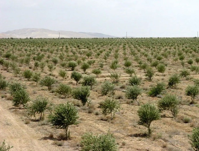 بازپس‌گیری ۶۵۰۰ هکتار از اراضی شمیرانات توسط منابع طبیعی