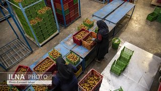 آیا حق اولاد به زنان شاغل تعلق می‌گیرد؟