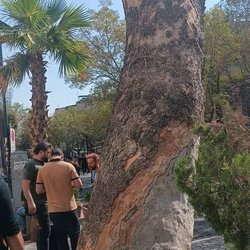دلیل سربری درخت قدیمی بازار
