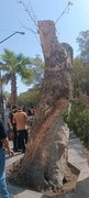 دلیل سربری درخت قدیمی بازار