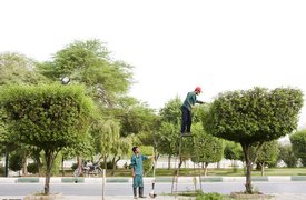 ریشه‌ها شهر را می‌بلعند
