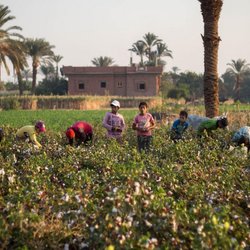 بهای انگور اروپا؛ استثمار کودکان مصری و سکوت ناظران بین‌المللی