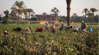بهای انگور اروپا؛ استثمار کودکان مصری و سکوت ناظران بین‌المللی