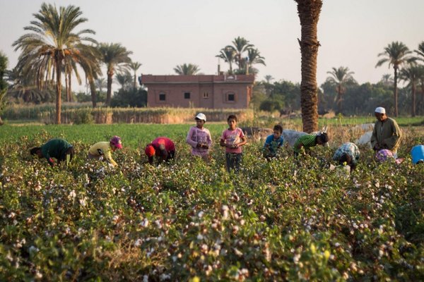 بهای انگور اروپا؛ استثمار کودکان مصری و سکوت ناظران بین‌المللی