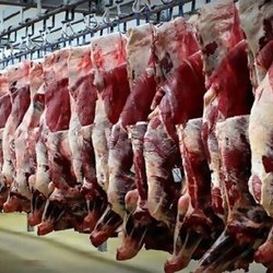 سازمان دامپزشکی: برای عرضه گوشت اسب و الاغ هیچ مجوزی صادر نشده است