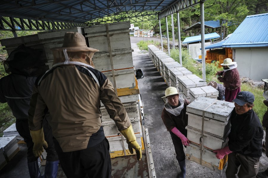 Skorea_Kim_Bees017.jpg