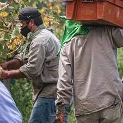 سازمان بین‌المللی کار: مونتاژکاران در صدر قربانیان گرمای محیط کار