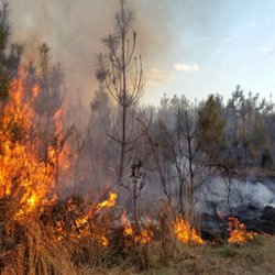 در روز جهانی خاک مطرح شد؛ هشدار درباره نابودی خاک‌ در آتش‌سوزی جنگل‌ها