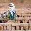 زنانی که شمرده نمی‌شوند