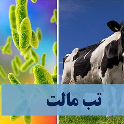 ۶ استان در صدر ابتلا به تب مالت؛ هشدار درباره مصرف شیر فله‌ای