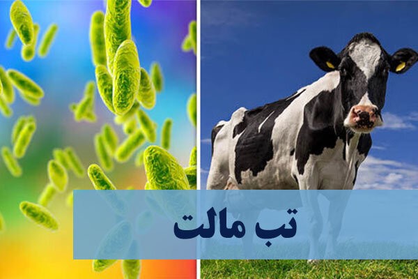 ۶ استان در صدر ابتلا به تب مالت؛ هشدار درباره مصرف شیر فله‌ای