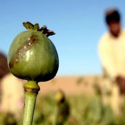 کاهش کشفیات تریاک؛ نتیجه دستور طالبان یا تغییر الگوی مصرف در ایران؟