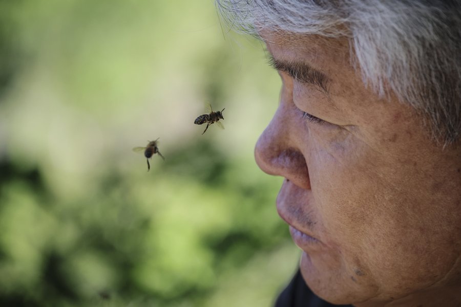 Skorea_Kim_Bees012.jpg