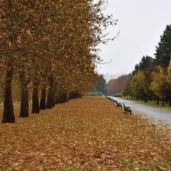 تلاش برای حفظ گونه‌های گیاهی ایران زیر سایه بحران بی‌آبی