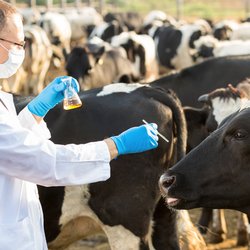 واردات دام زنده از پاکستان برای کاهش قیمت گوشت آغاز شد