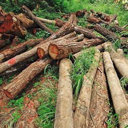 قطع گسترده درختان باغ لاله تهران؛ قطع درخت برابر ساخت آلاچیق