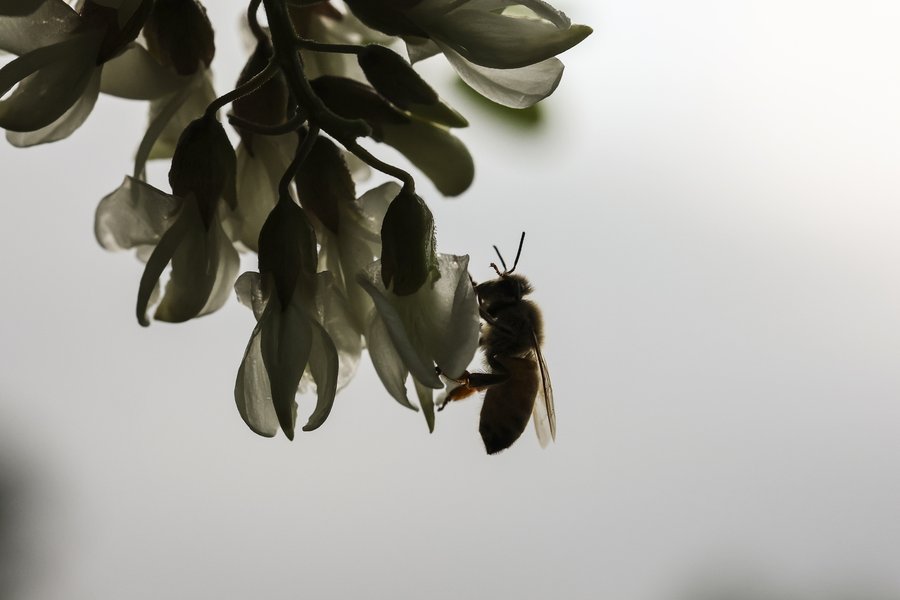 Skorea_Kim_Bees023.jpg