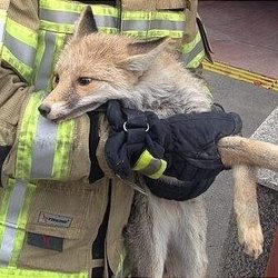 آموزش آتش‌نشانان برای زنده‌گیری حیوانات وحشی از طرف سازمان حفاظت محیط زیست