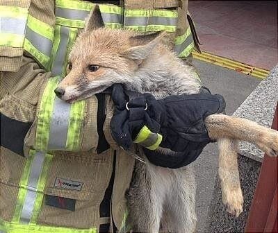 آموزش آتش‌نشانان برای زنده‌گیری حیوانات وحشی از طرف سازمان حفاظت محیط زیست