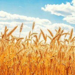 پرداخت بهای خرید گندم فعلاً علی‌الحساب است