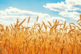 پرداخت بهای خرید گندم فعلاً علی‌الحساب است