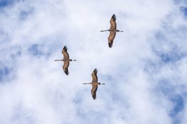 سقوط آزاد پرندگان مهاجر در سایه تحریم و غفلت ساختاری