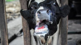 بیماری تب برفکی در کشور مهار شد