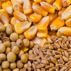 ترخیص نهاده‌ها در گرو پرداخت طلب واردکنندگان