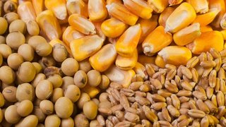 ترخیص نهاده‌ها در گرو پرداخت طلب واردکنندگان