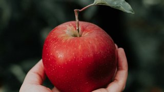 پژوهشگران با استفاده از سیب موفق به ساخت غضروف انسانی  شدند