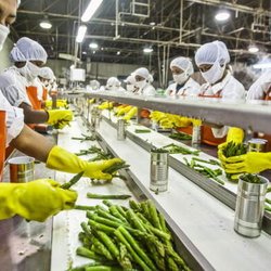 توسعه صنایع غذایی به جای صنایع پرریسک