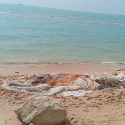 مرگ نهنگ ۱۰ تنی در خلیج فارس؛ برخورد با شناور عامل تلف شدن