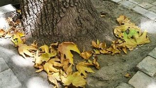 خزان پیش از موعد درختان تهران؛ زنگ خطری برای مدیریت ناکارآمد فضای سبز شهری
