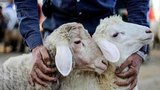 پویش نذر قربانی با رشد ۵۰ درصدی مشارکت آغاز شد