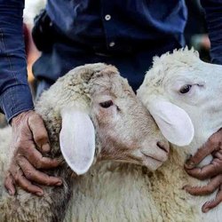 پویش نذر قربانی با رشد ۵۰ درصدی مشارکت آغاز شد