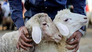 پویش نذر قربانی با رشد ۵۰ درصدی مشارکت آغاز شد