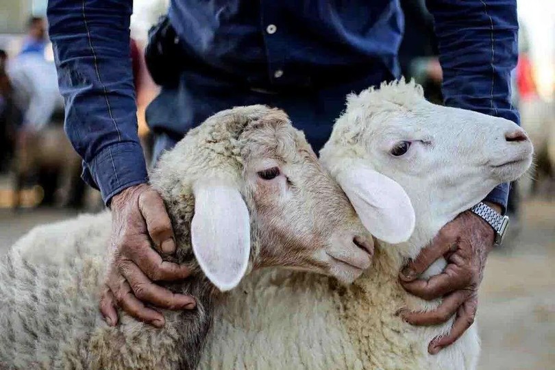 پویش نذر قربانی با رشد ۵۰ درصدی مشارکت آغاز شد