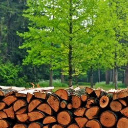 مدیریت آفات جنگل‌ها نیازمند همکاری میان رشته‌ای