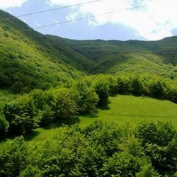 احیای ۵۰ هزار هکتار از رویشگاه‌های گیاهان دارویی تا پایان سال جاری